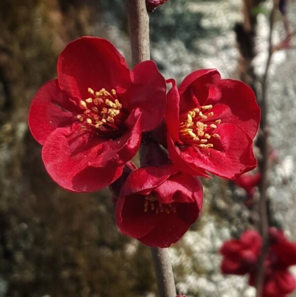 Japanse lente bloesem