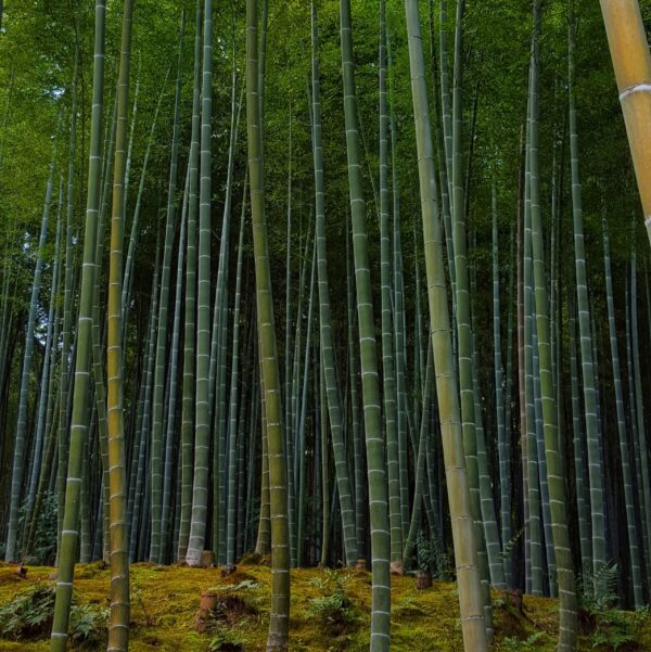 Bamboo forrest. Bamboe bos in Kyoto, Japan.
