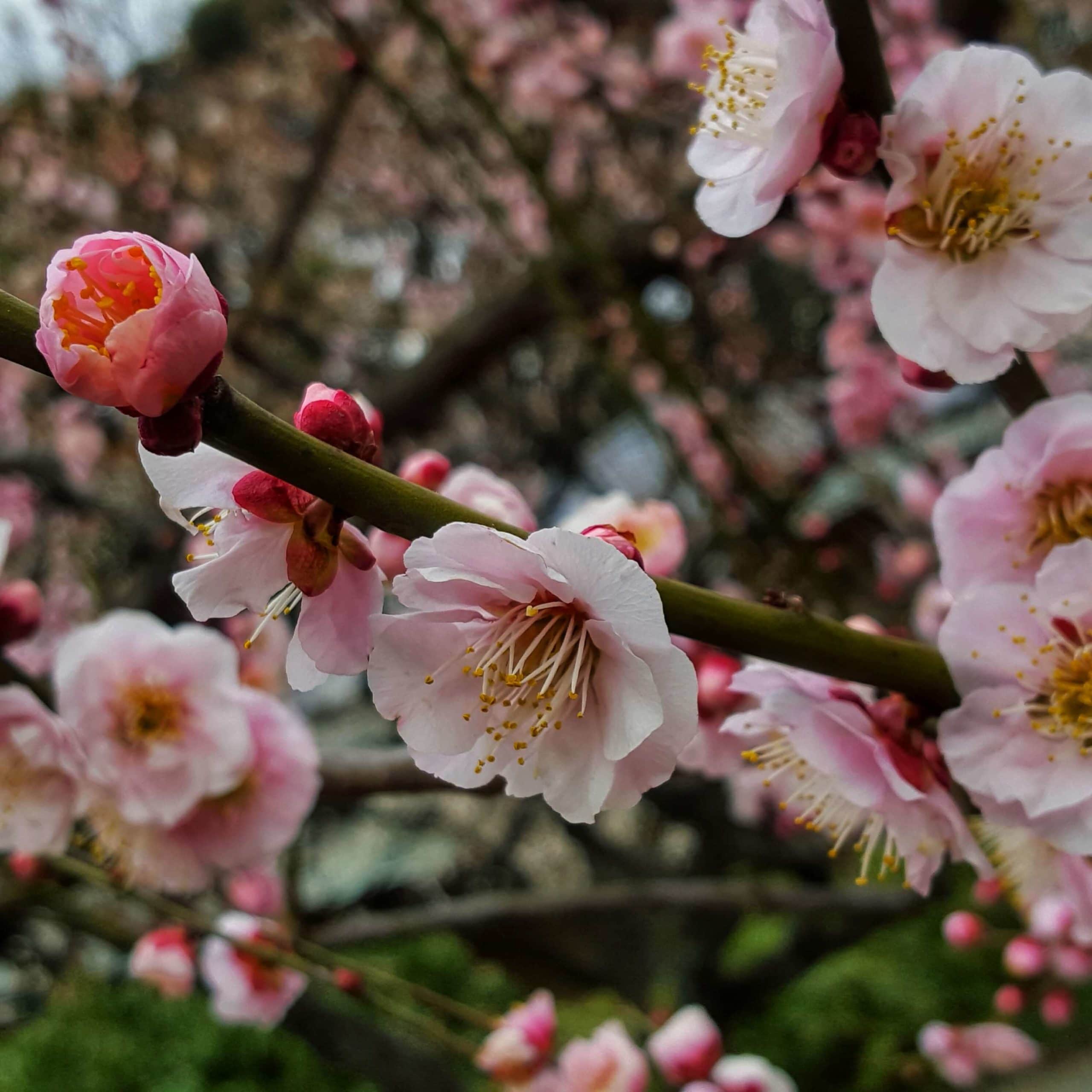 Sakura blossom Tokyo. Kersenbloesem in Tokio.