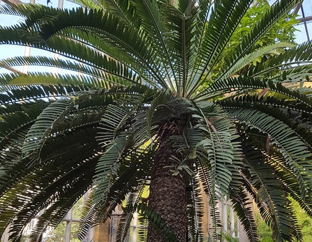 Oostkaapse Broodboom in Hortus amsterdam