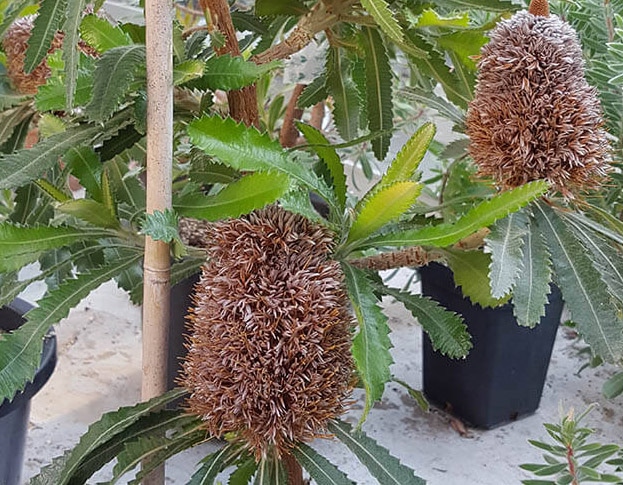 Banksia Serrata plant in bloei. Uit de Hortus Botanicus Amsterdam