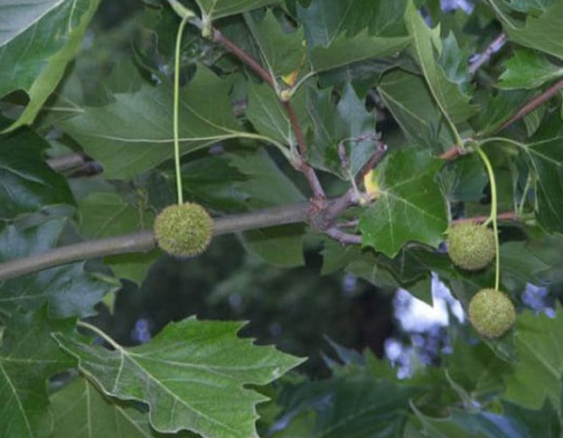Plataan boom, blad met vrucht, uit de Hortus Botanicus in Amsterdam