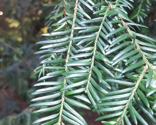 Taxus in de Hortus Amsterdam