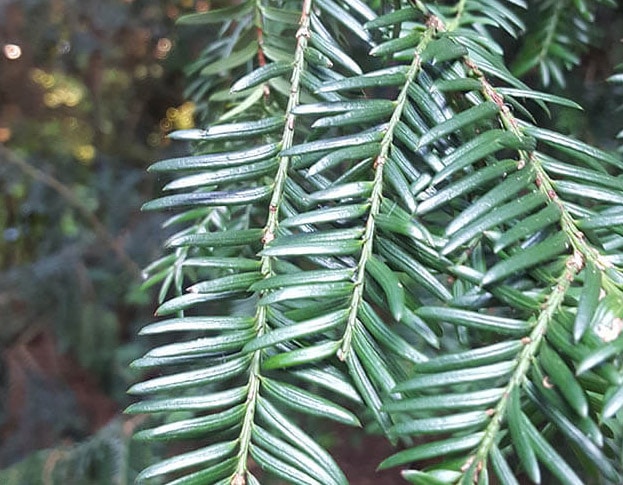 Taxus in de Hortus Amsterdam
