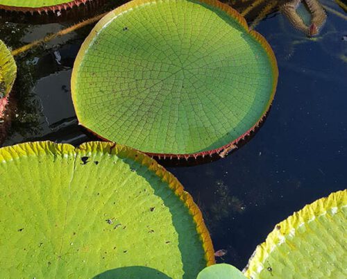 Victoria-blad in Hortus amsterdam