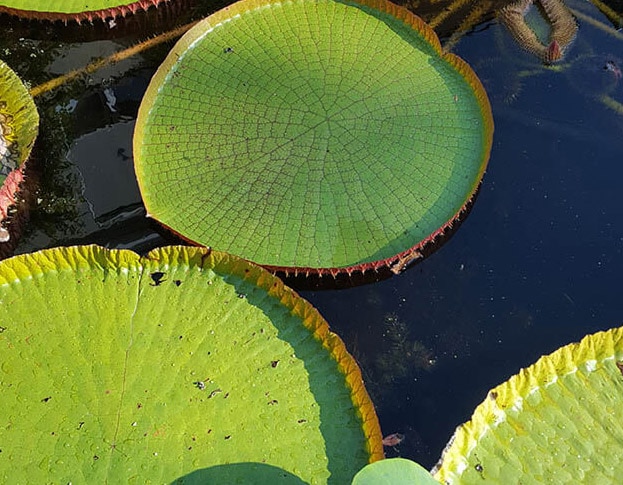 Victoria-blad in Hortus amsterdam