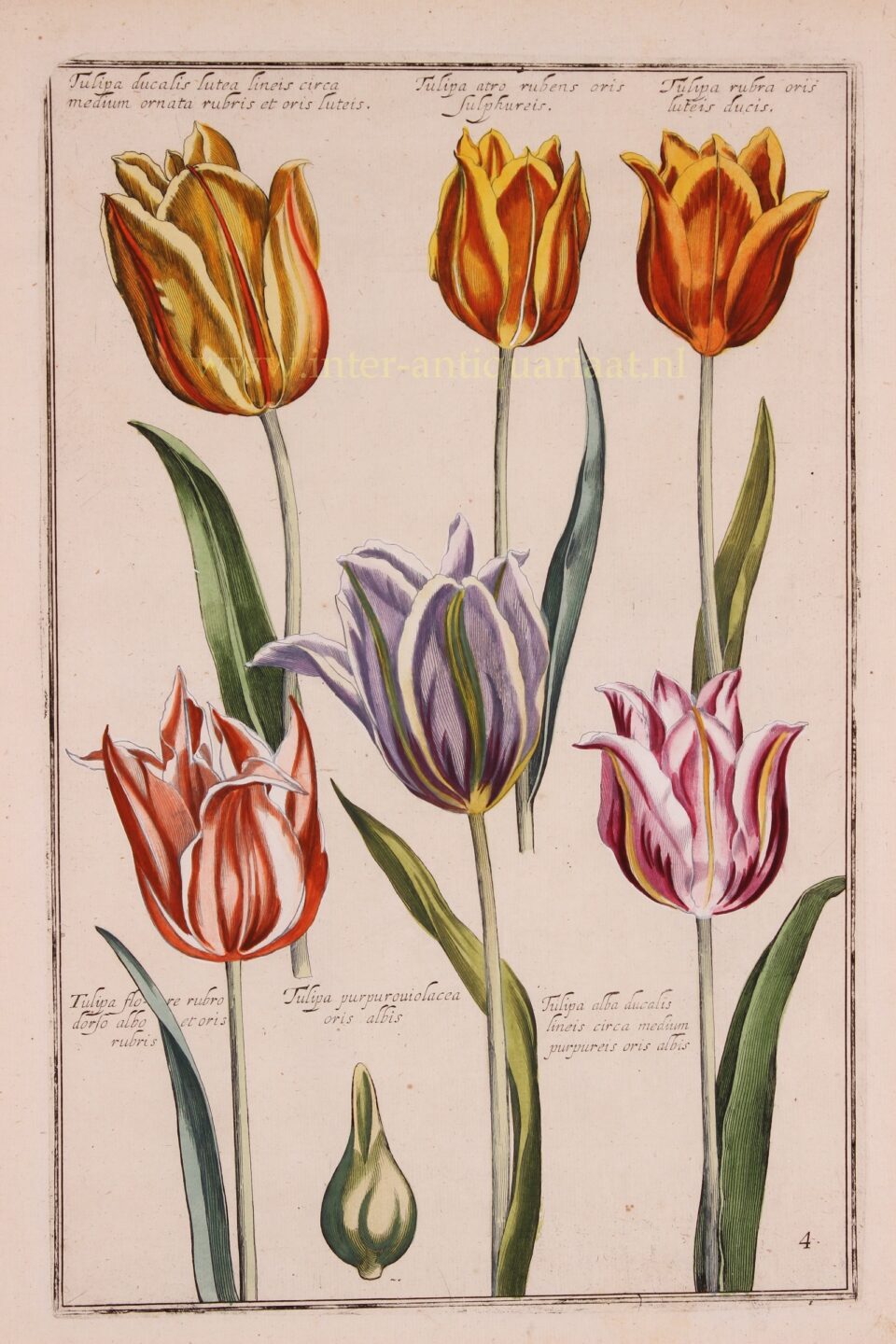 Tulp, maandbloem van april. Botanische tekening. Blog over geboortebloemen sieraden. Oogst Goudsmeden in Amsterdam.
