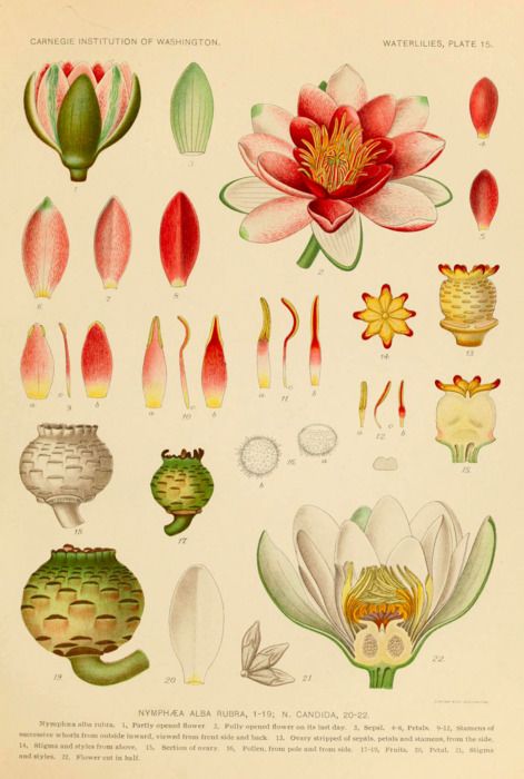 Waterlelie de maandbloem van juli. Botanische tekening. Blog over geboortebloemen sieraden. Oogst Goudsmeden in Amsterdam.
