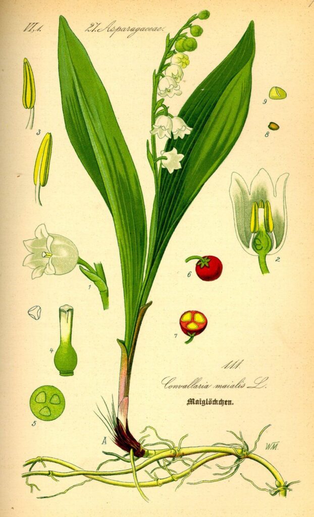Lelietje-van-dalen, maandbloem van mei.
Botanische tekening. Blog over geboortebloemen sieraden. Oogst Goudsmeden in Amsterdam.