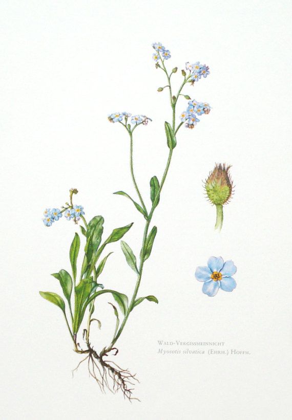 Vergeet-me-nietje maandbloem van September. Botanische tekening. Blog over geboortebloemen sieraden. Oogst Goudsmeden in Amsterdam.